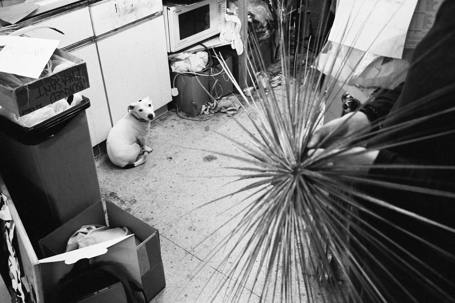 69 Elizabeth Street. Mr Pig in the studio, London. 1998.