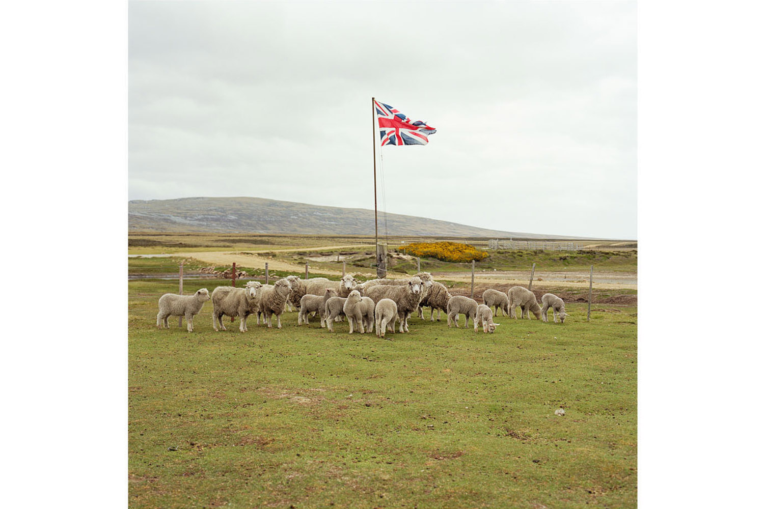 Sheep wait to be shorn while standing under the Union Jack flag, Long Island Farm, East Falkland, Falkland Islands. Farmland on the Falklands extends to well over 1 million hectares, carrying approximately 600,000 sheep. Before 1979 there were 36 farms in the Islands, with wealthy owners living back in the UK. As a result of Government policy, the land was split up to create a total of 88 individual smaller farms, and are mostly run as family units. (Jon Tonks—Reportage by Getty Images)