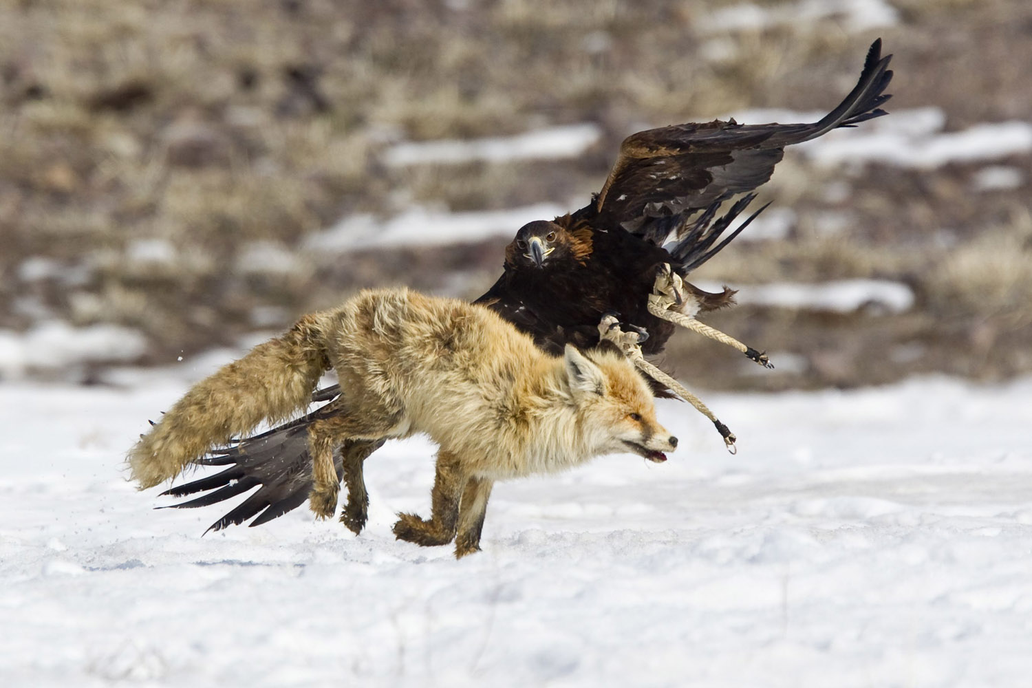 A tamed golden eagle attacks a fox during an annual hunting competition in Chengelsy Gorge east of Almaty