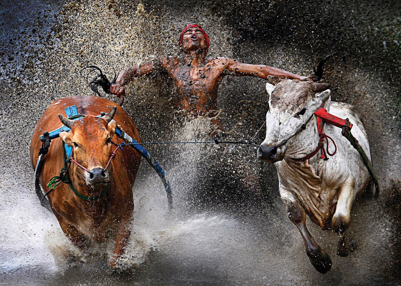 1st Prize Sports – Sports Action Single. Wei Seng Chen, Malaysia. 12 February 2012, Batu Sangkar, West Sumatra, Indonesia. A jockey, his feet stepped into a harness strapped to the bulls and clutching their tails, shows relief and joy at the end of a dangerous run across rice fields. The Pacu Jawi (bull race) is a popular competition at the end of harvest season keenly contested between villages.
