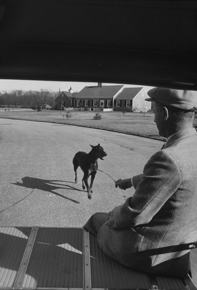 Doberman in training runs behind automobile near Roslyn, NY, as handler Peter Knoop rides.