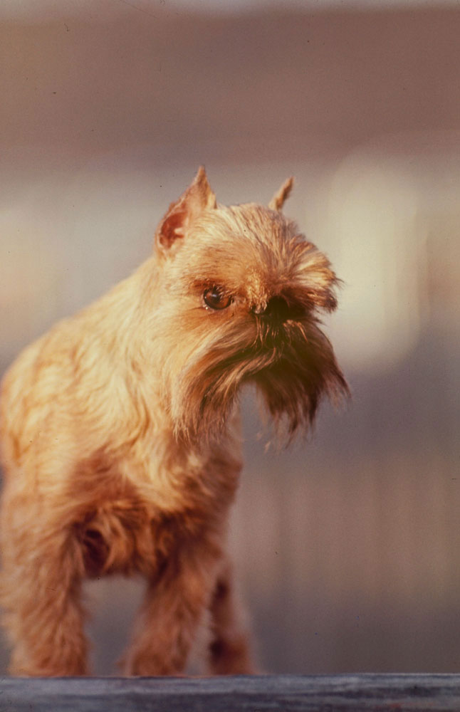 Brussels Griffon, Barmere's Mighty Man, 1964.