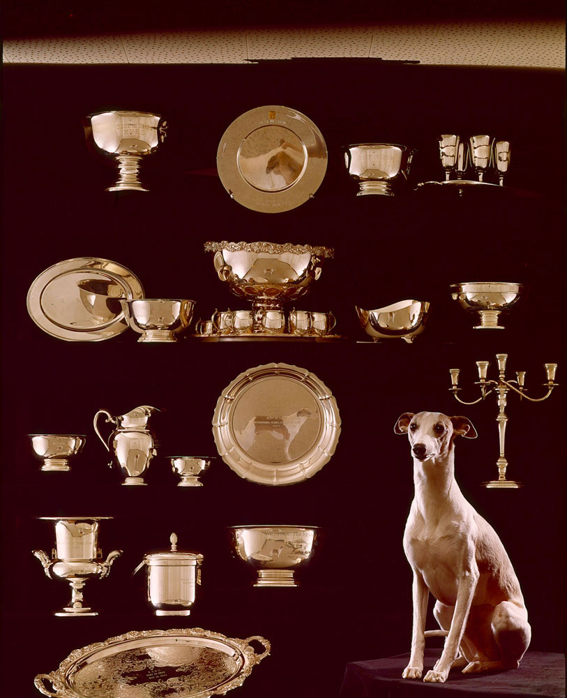 Whippet, Courtenay Fleetfoot of Pennyworth, Best in Show, 1964.