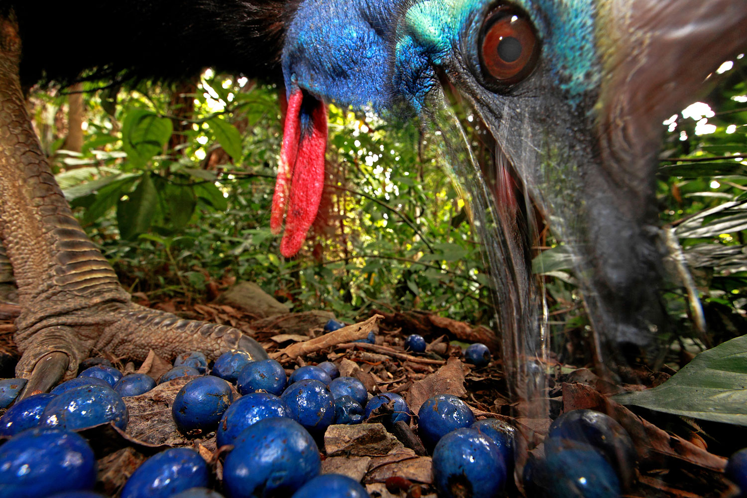 1st Prize Nature Single. Christian Ziegler, Germany. 16 November 2012, Black Mountain Road, Australia. The endangered Southern Cassowary feeds on the fruit of the Blue Quandang tree. Cassowaries are a keystone species in northern Australian rainforests because of their ability to carry so many big seeds such long distances.