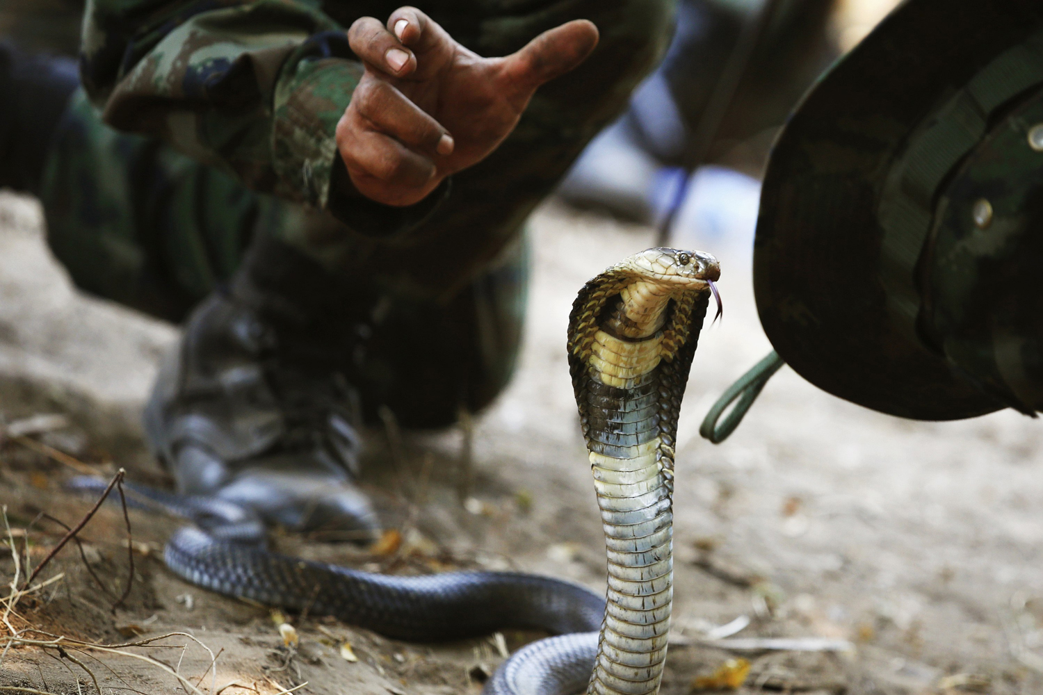 A Thai Navy instructor demonstrates to U.S. Marines how to catch a cobra during a jungle survival exercise in Chon Buri province