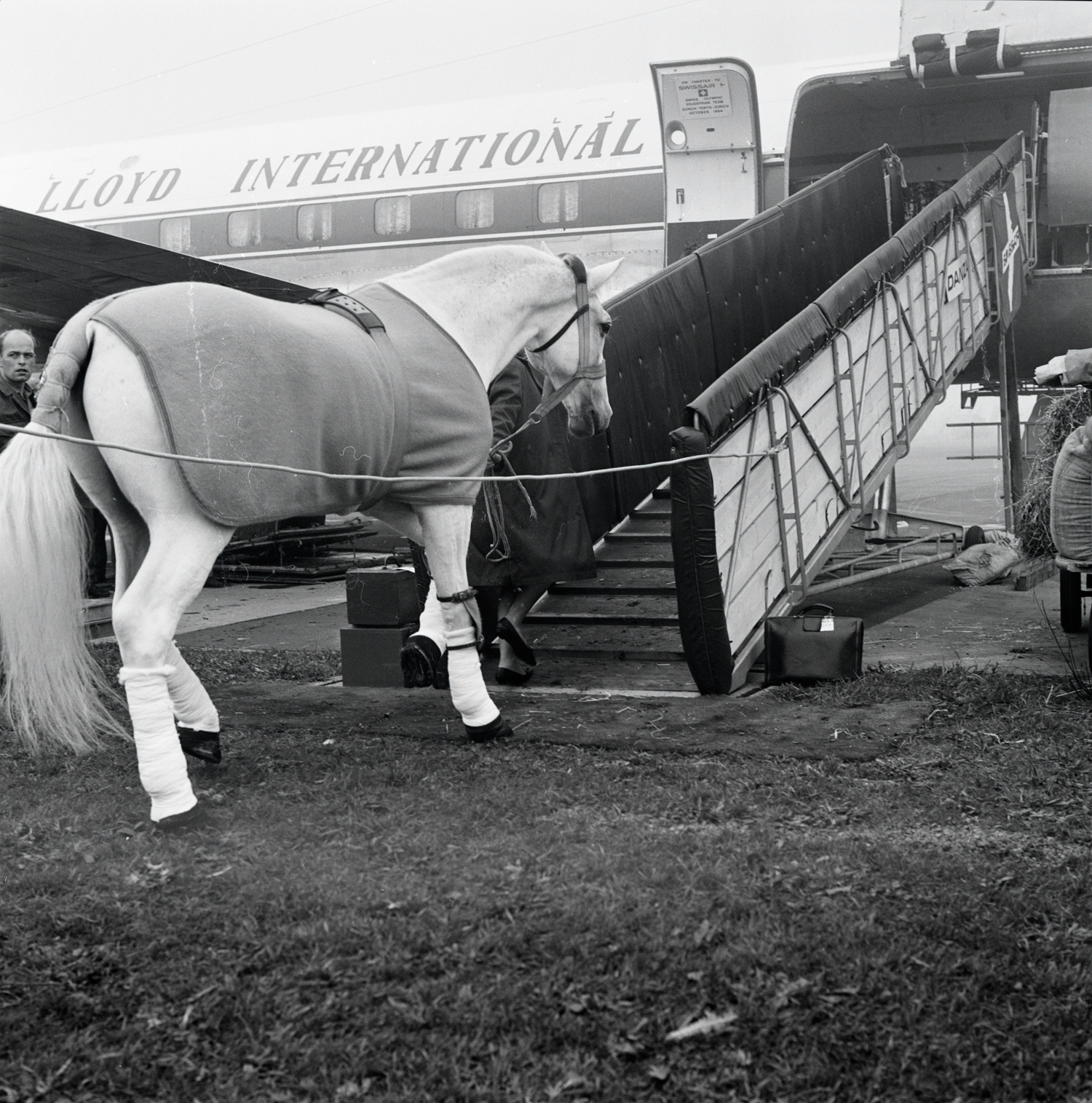 A show jumper flies to the Olympic games in Tokyo, 1964.