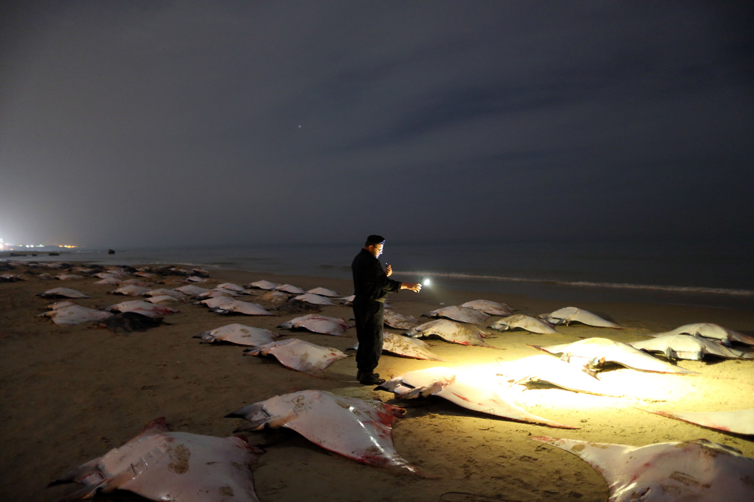 Feb. 27, 2013. A Palestinian policeman looks at hundreds of dead manta rays on Gaza beach.