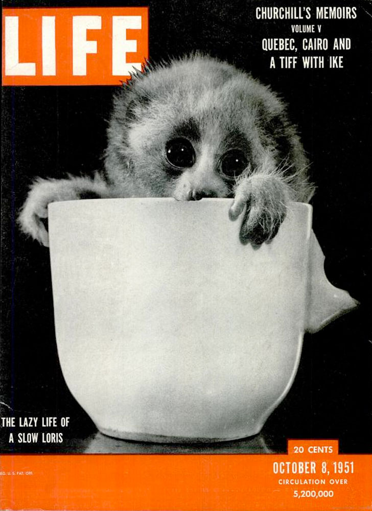 LIFE magazine October 8, 1951