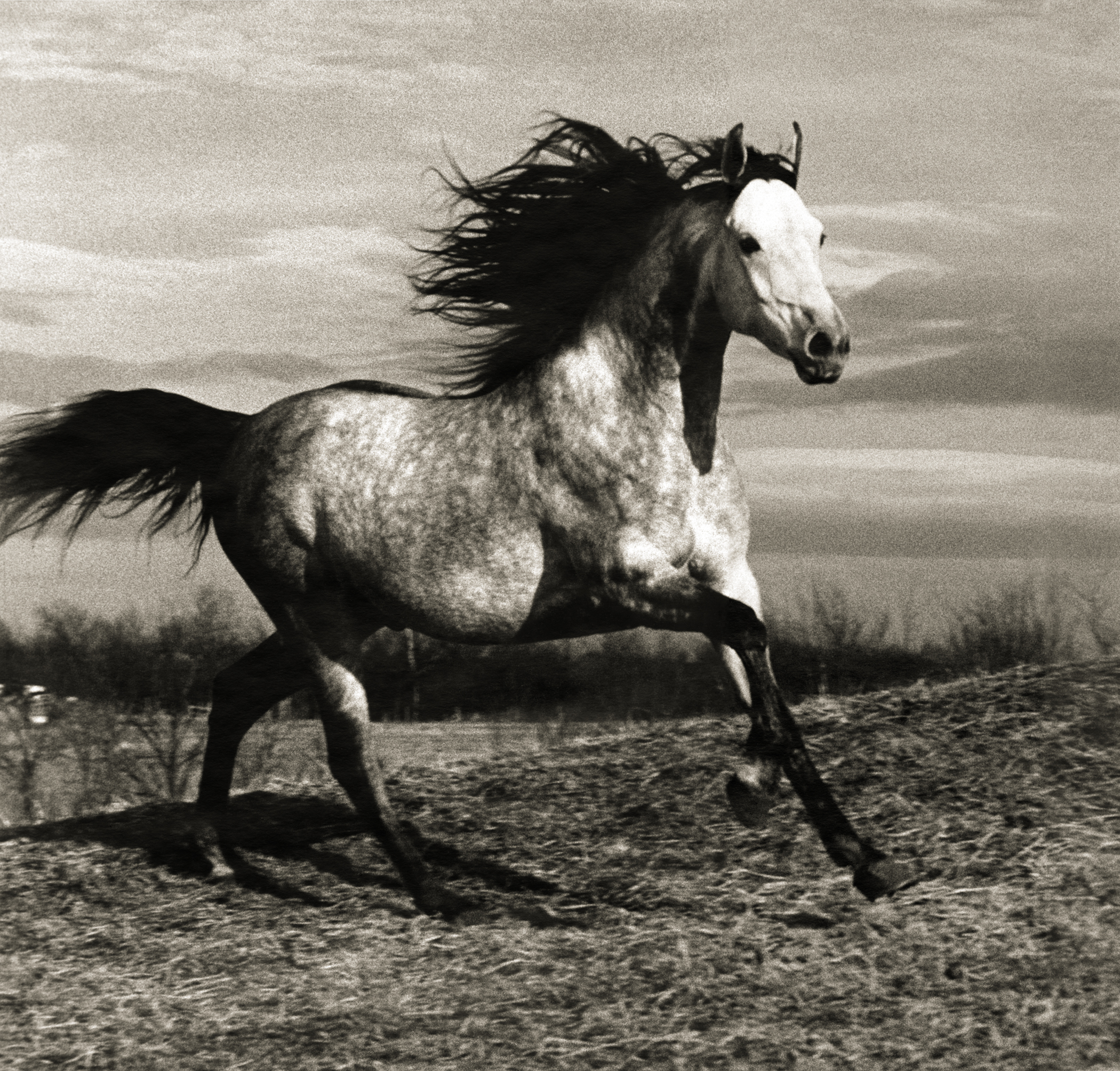 Running Horse, 1985