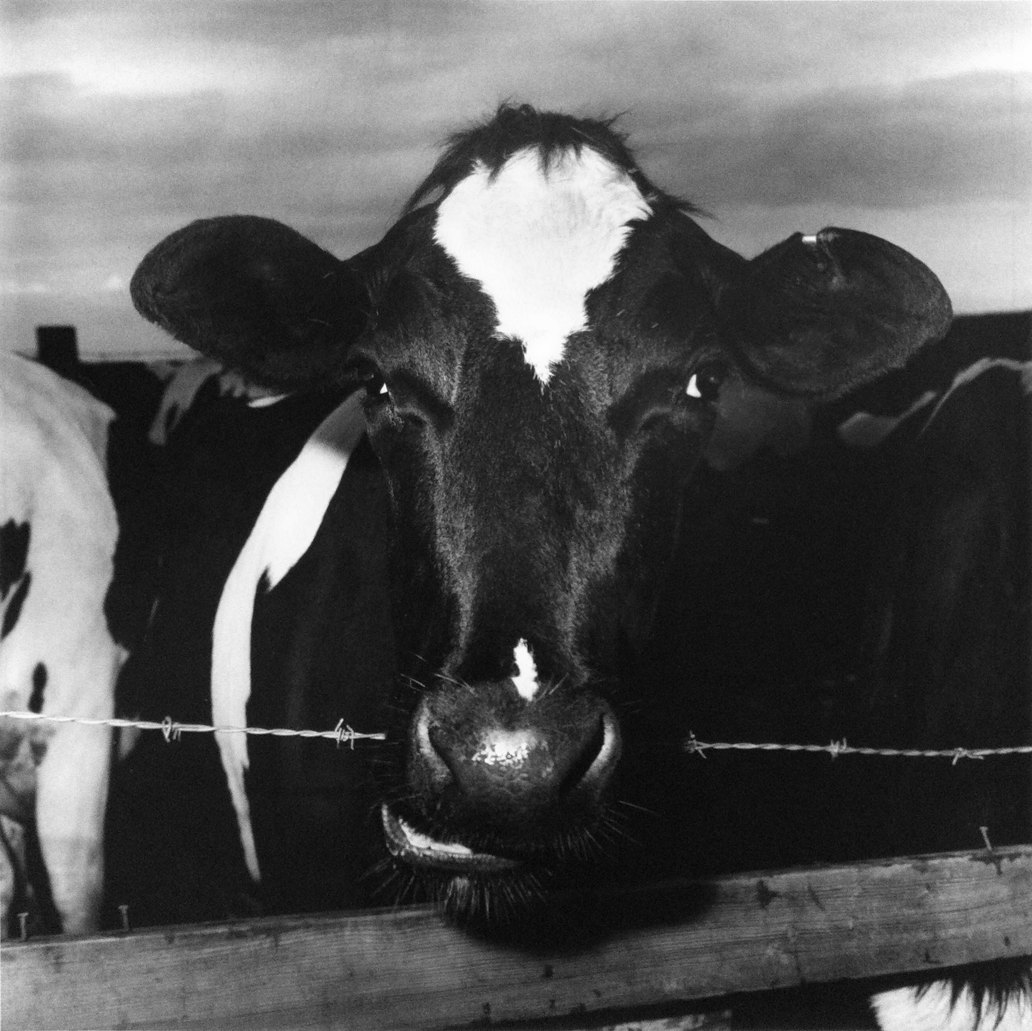 Cow Chewing Barbed Wire, 1978