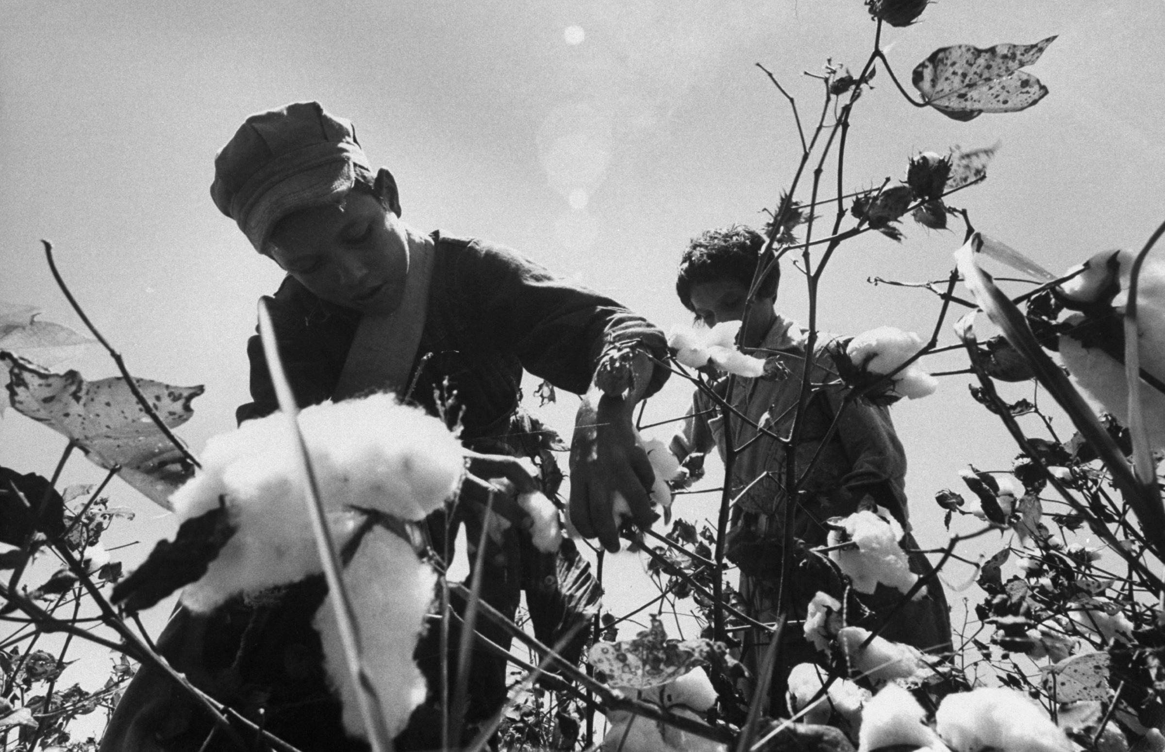 Child migrant farm laborer harvesting cotton, Rio Grande Valley, Texas, 1959.