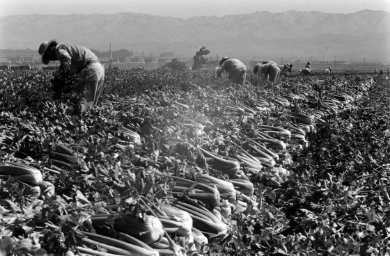 Celery harvest, California, 1959.
