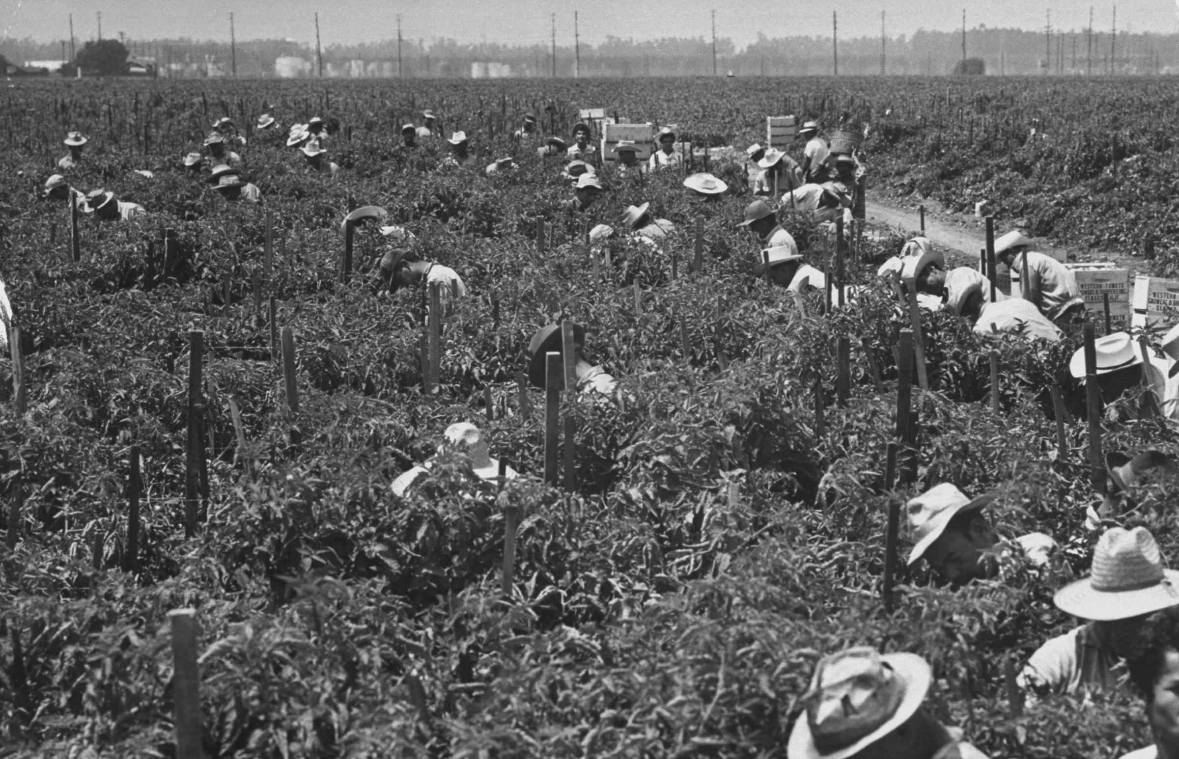 Mexican migrant farm laborers pick tomatoes in Ventura County, California, 1959.