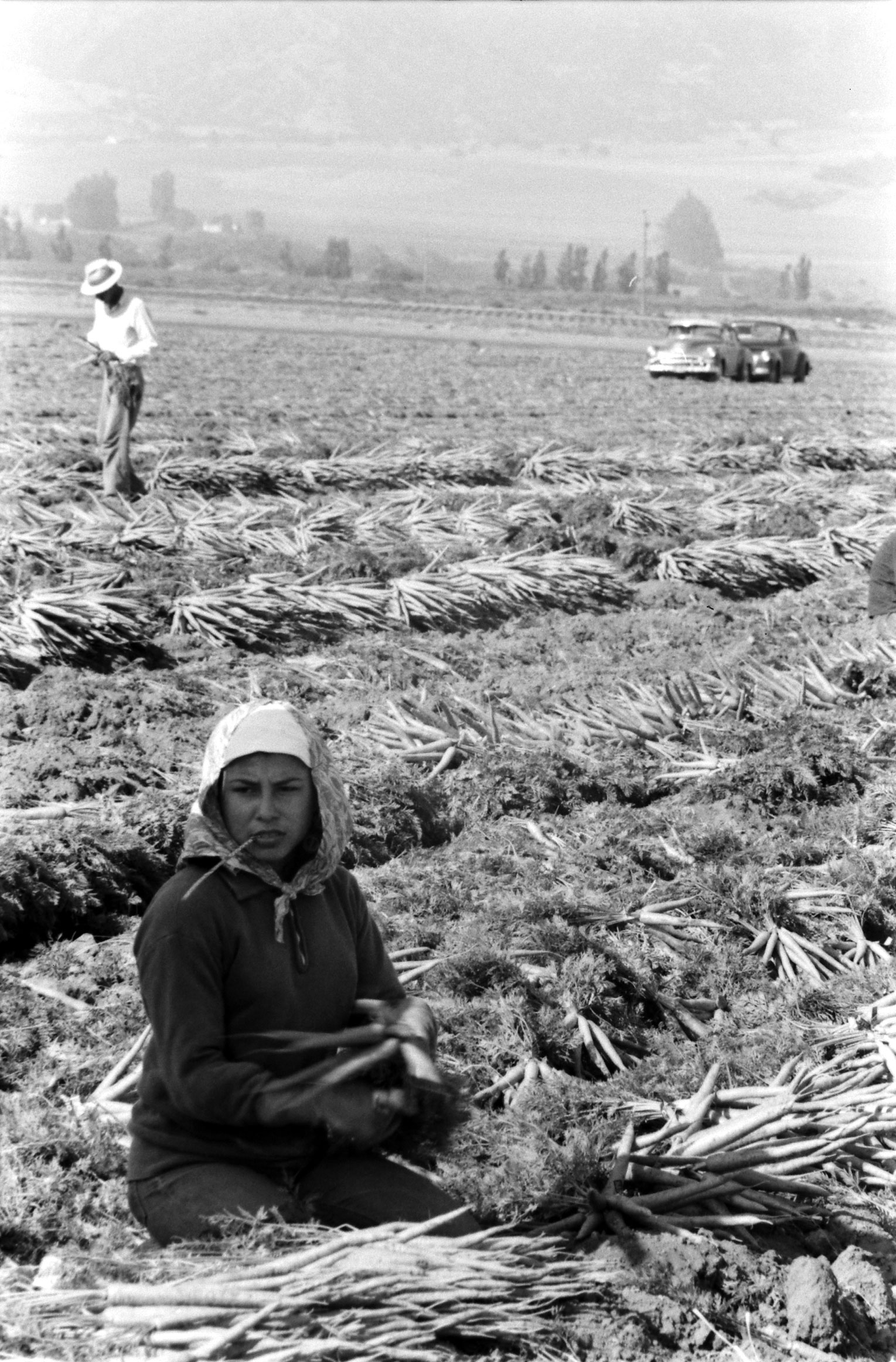 Migrant farm workers picking carrots, Upstate New York, 1959.