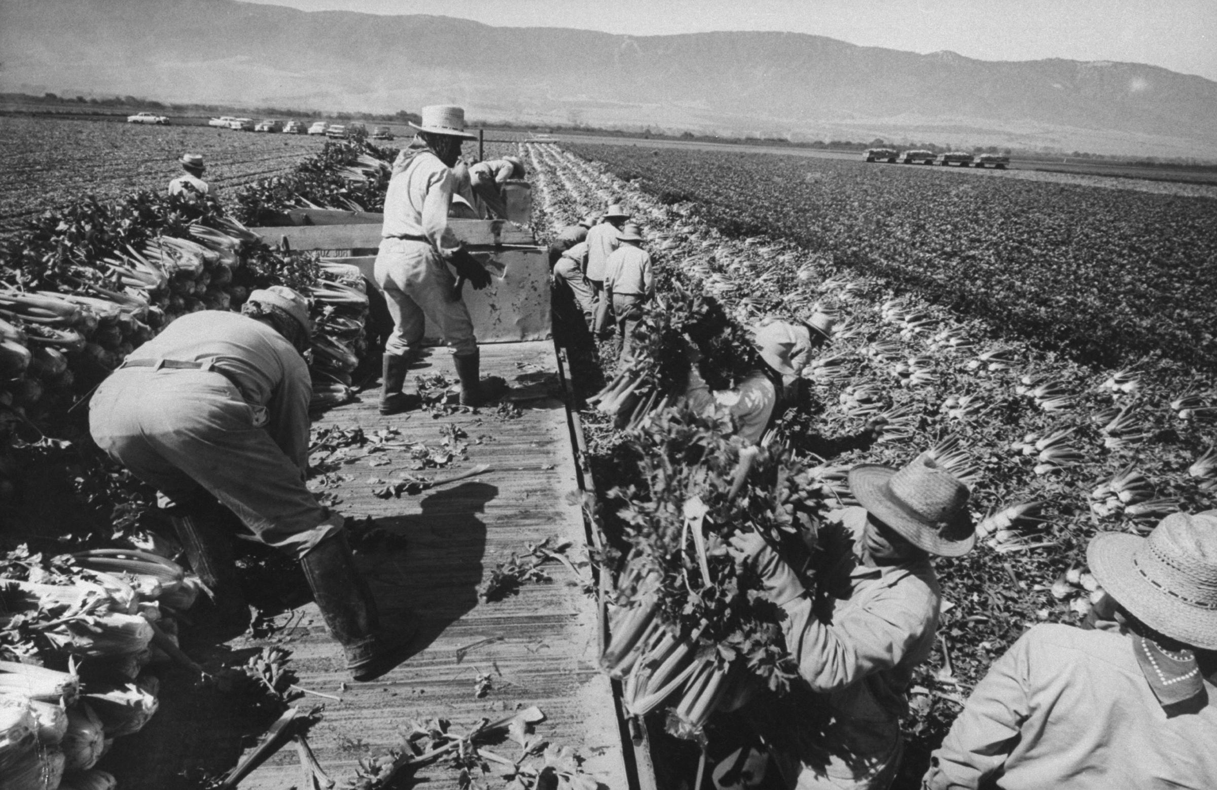 Migrant farm workers harvest celery, California, 1959.
