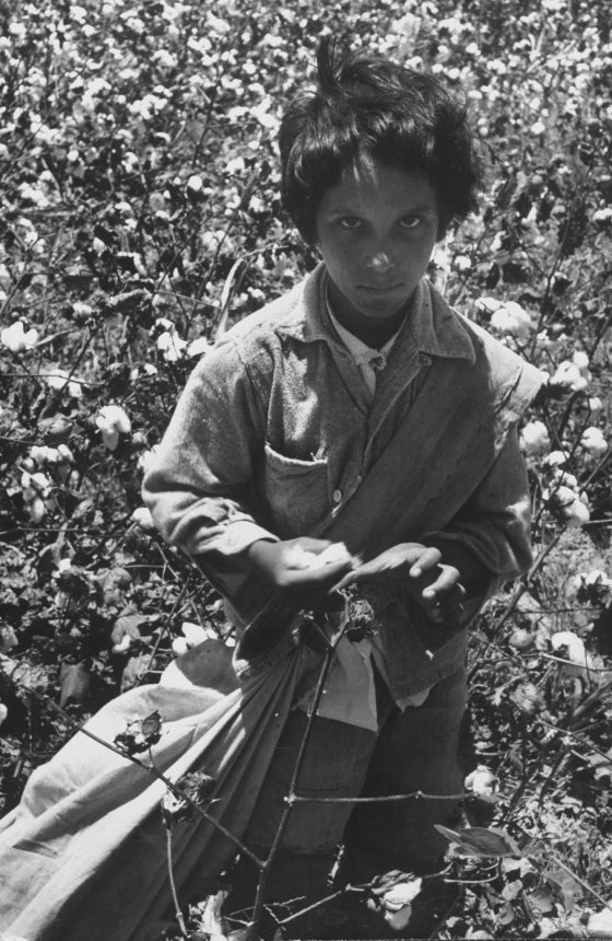 Migratory farm workers pick cotton near McAllen, Texas, 1959.