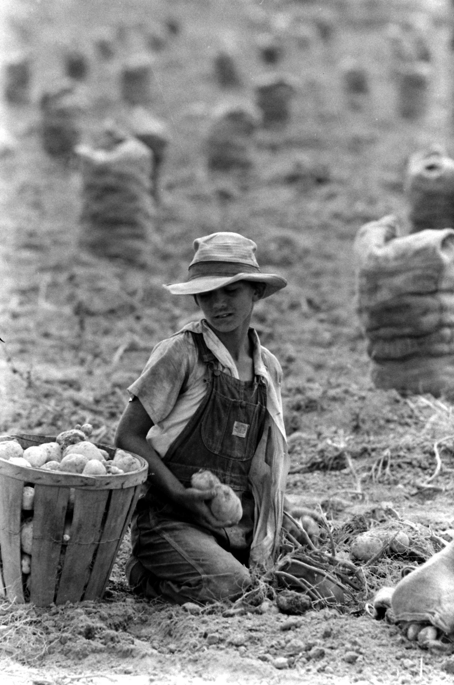 Migrant workers harvesting potatoes, USA, 1959.