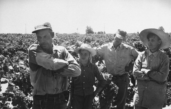 Migrant farm workers during the grape harvest, California, 1959.