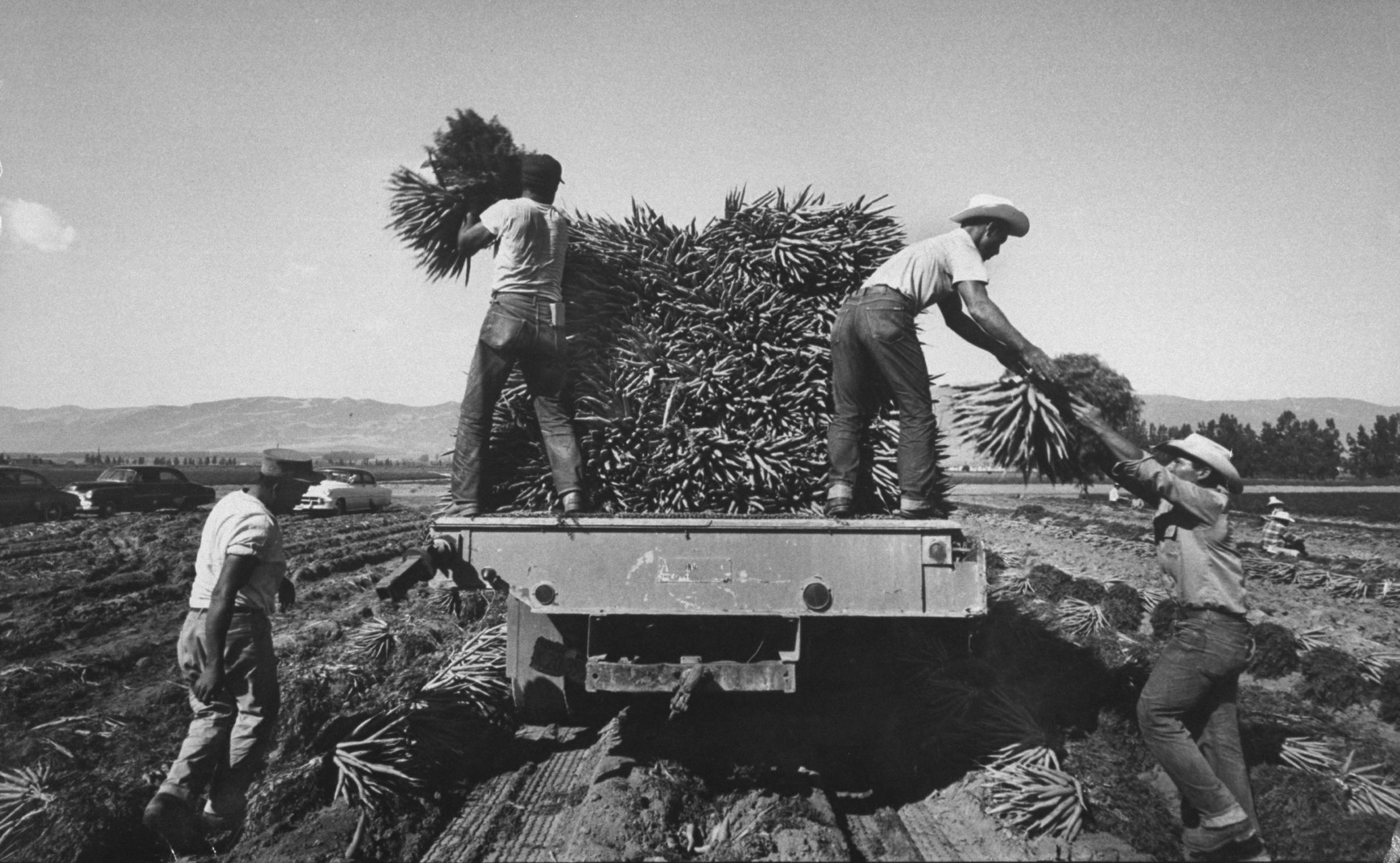 Migrant farm workers load picked carrots into a truck, California, 1959.