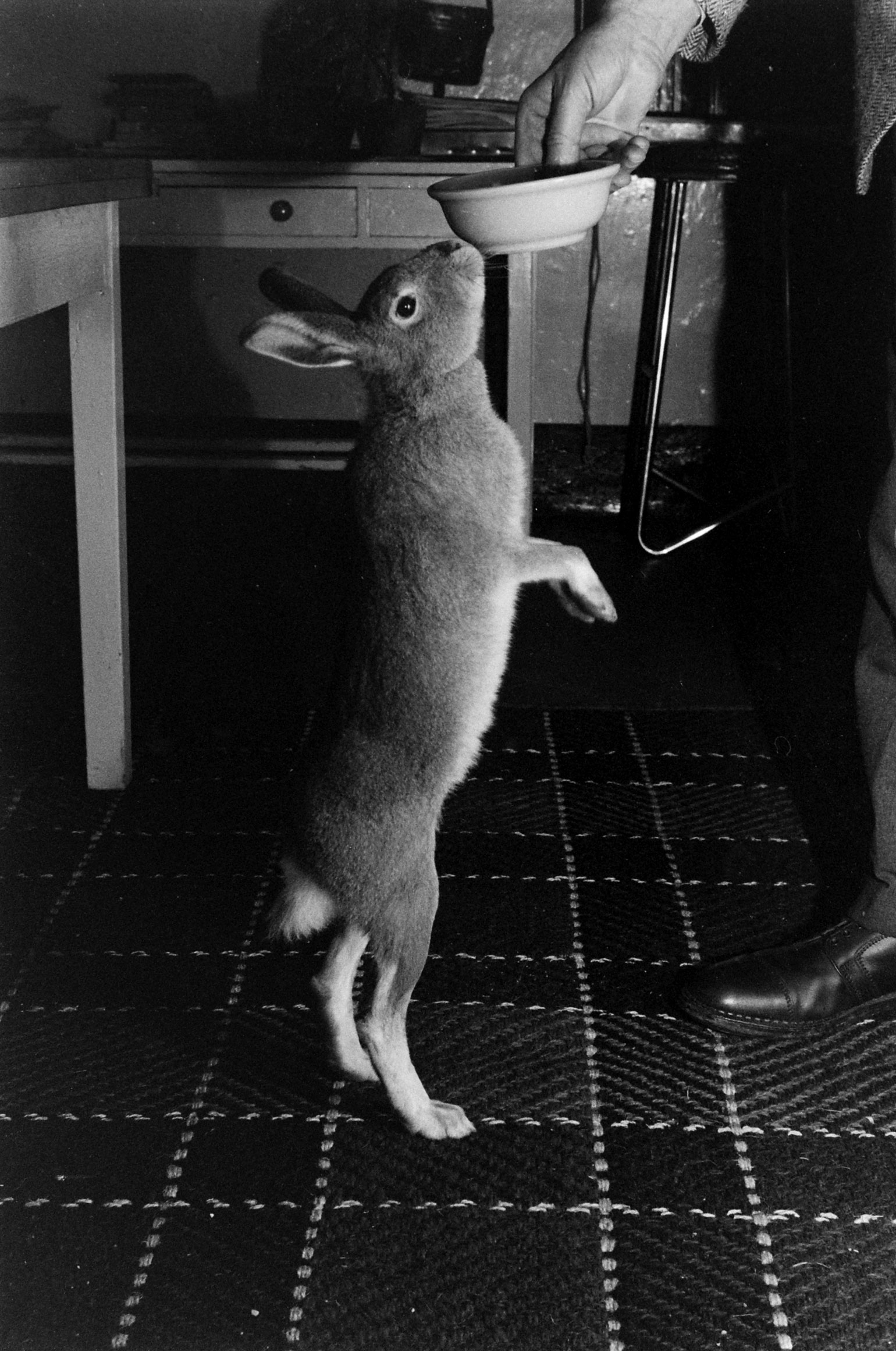 Horace the Irish hare, 1956.