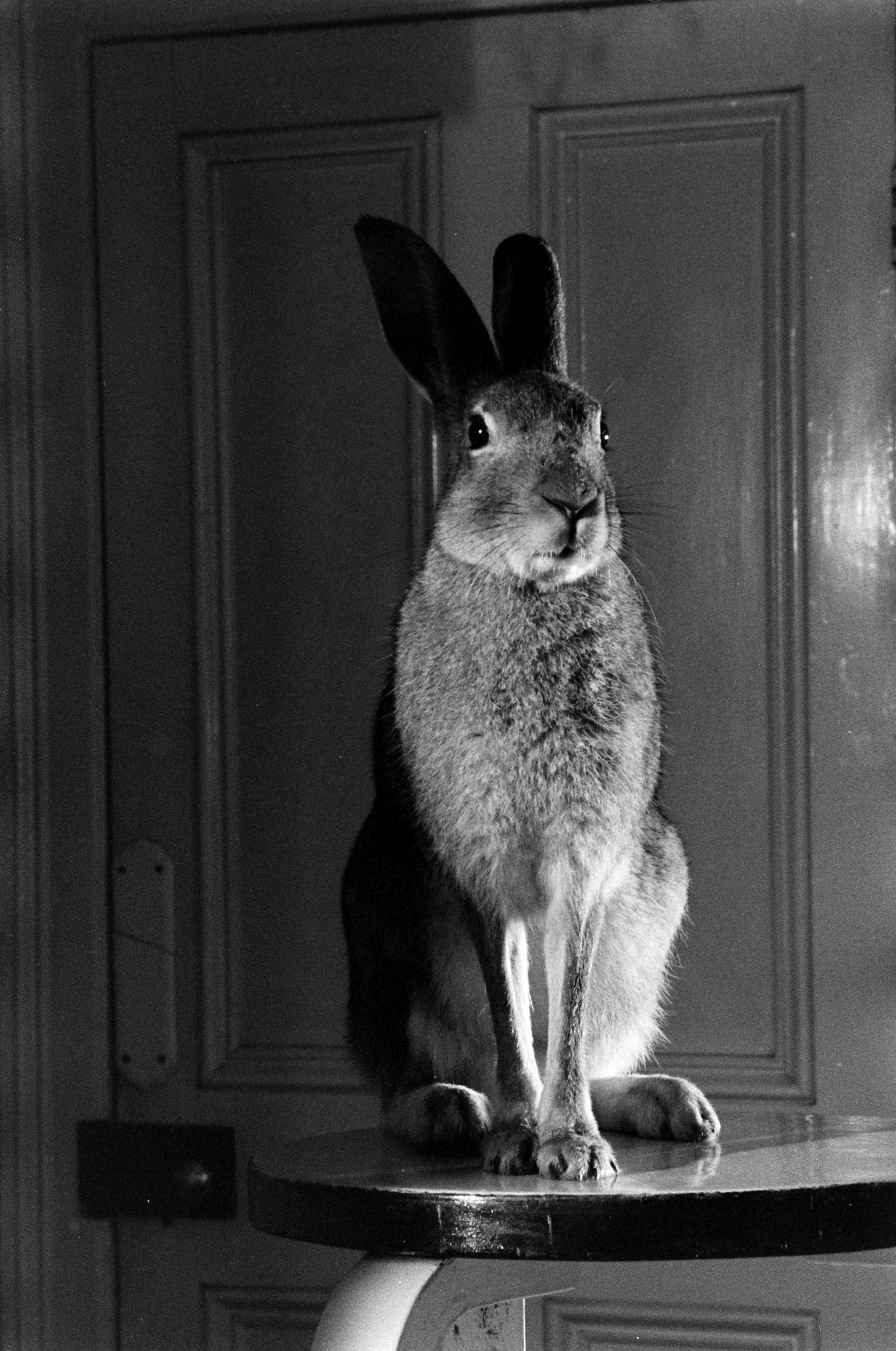 Horace the Irish hare, 1956.