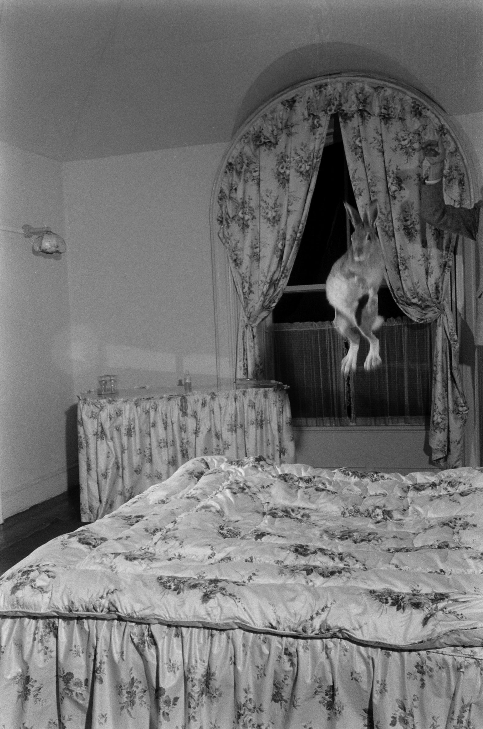 Horace the Irish hare in midair, 1956.
