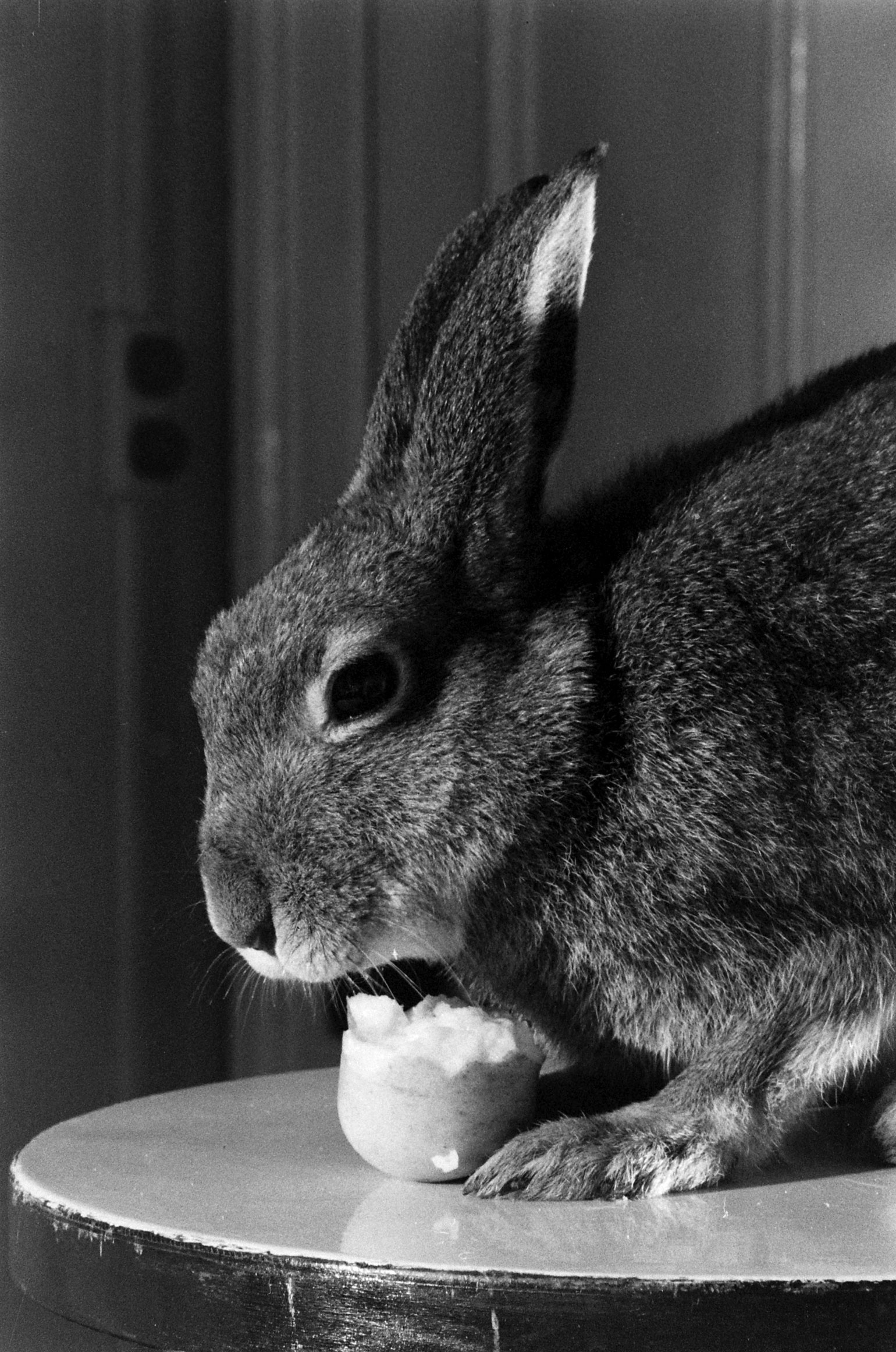 Horace the Irish hare in mid-snack, 1956.