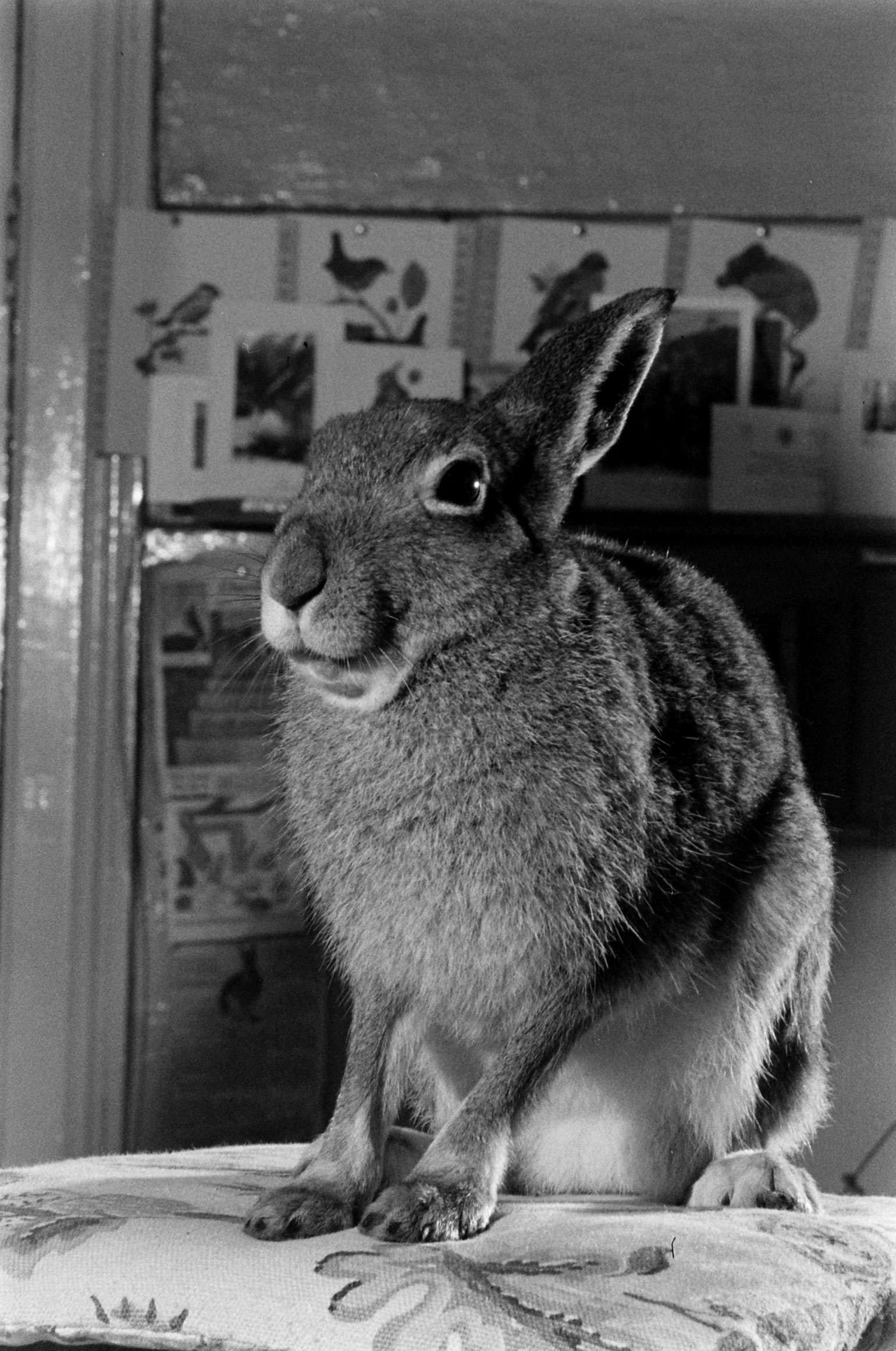 Portrait of Horace the Irish hare, 1956.
