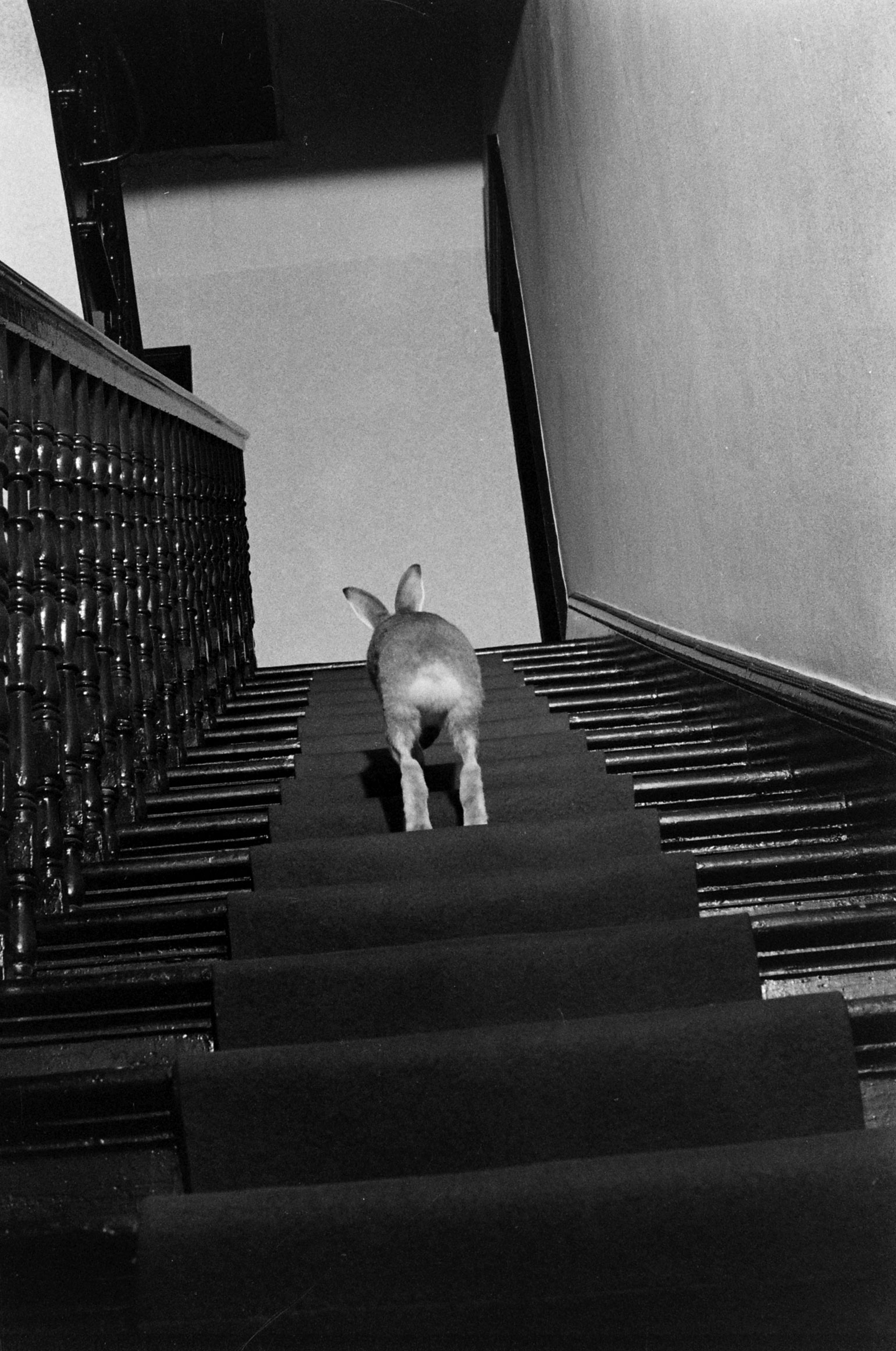 Horace the Irish hare navigates the stairs in home of Cecil S. Webb, director of the Dublin Zoo, 1956.