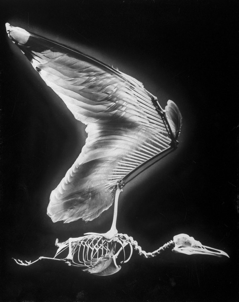 Skeletal structure of a bird, 1951.