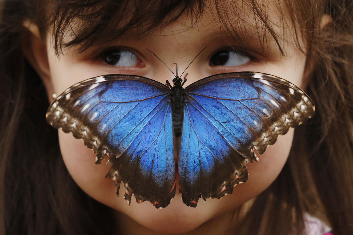 Three year old, Stella Ferruzola poses with a Blue Morpho butterfly on her nose at the Sensational Butterflies Exhibition at the Natural History Museum in London