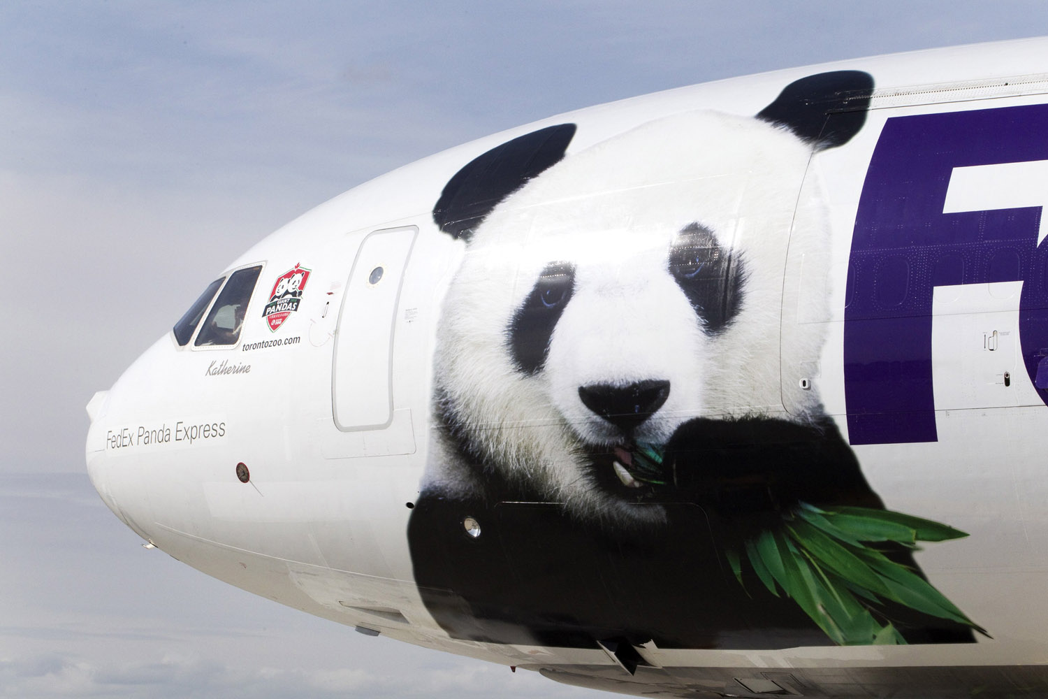 March 25, 2013. A Federal Express aircraft carrying two panda bears arrives at Pearson International airport in Toronto. The two bears are on loan to Canada from China for 10 years. They will spend the first five years at the Metro Toronto Zoo after which they will be moved to Calgary, Alberta, for the remaining five years of their visit.