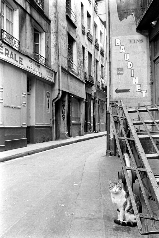 Cat in the street, Paris, 1963.