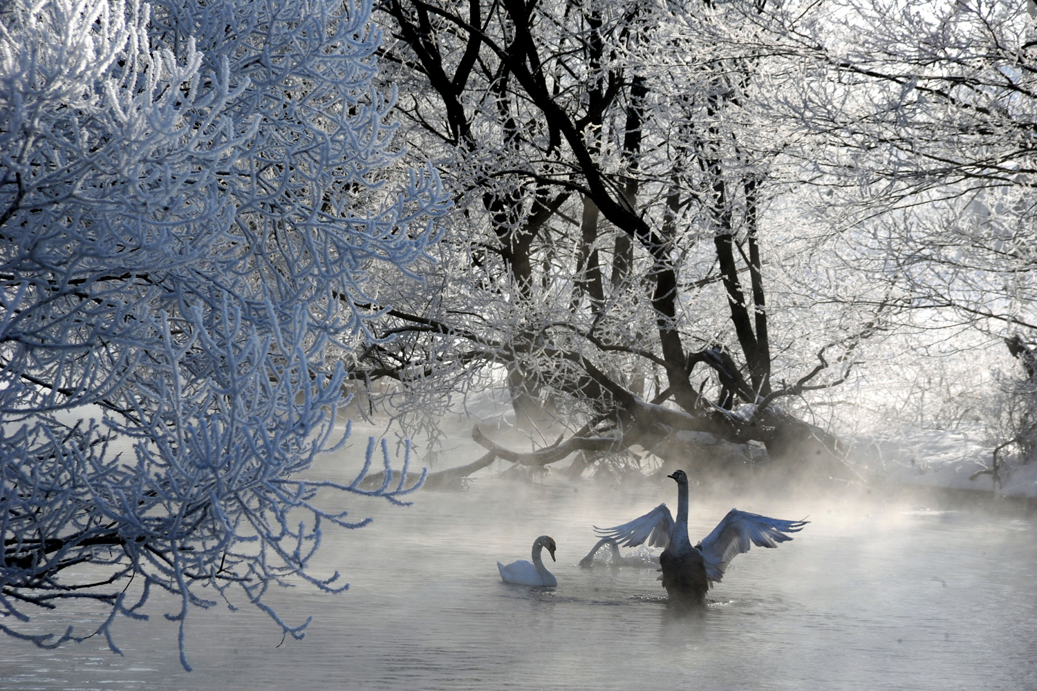Feb. 26, 2013. Two swans swim on the Usiazha River near the Belarus village of Usiazha, some 55 km north of Minsk.