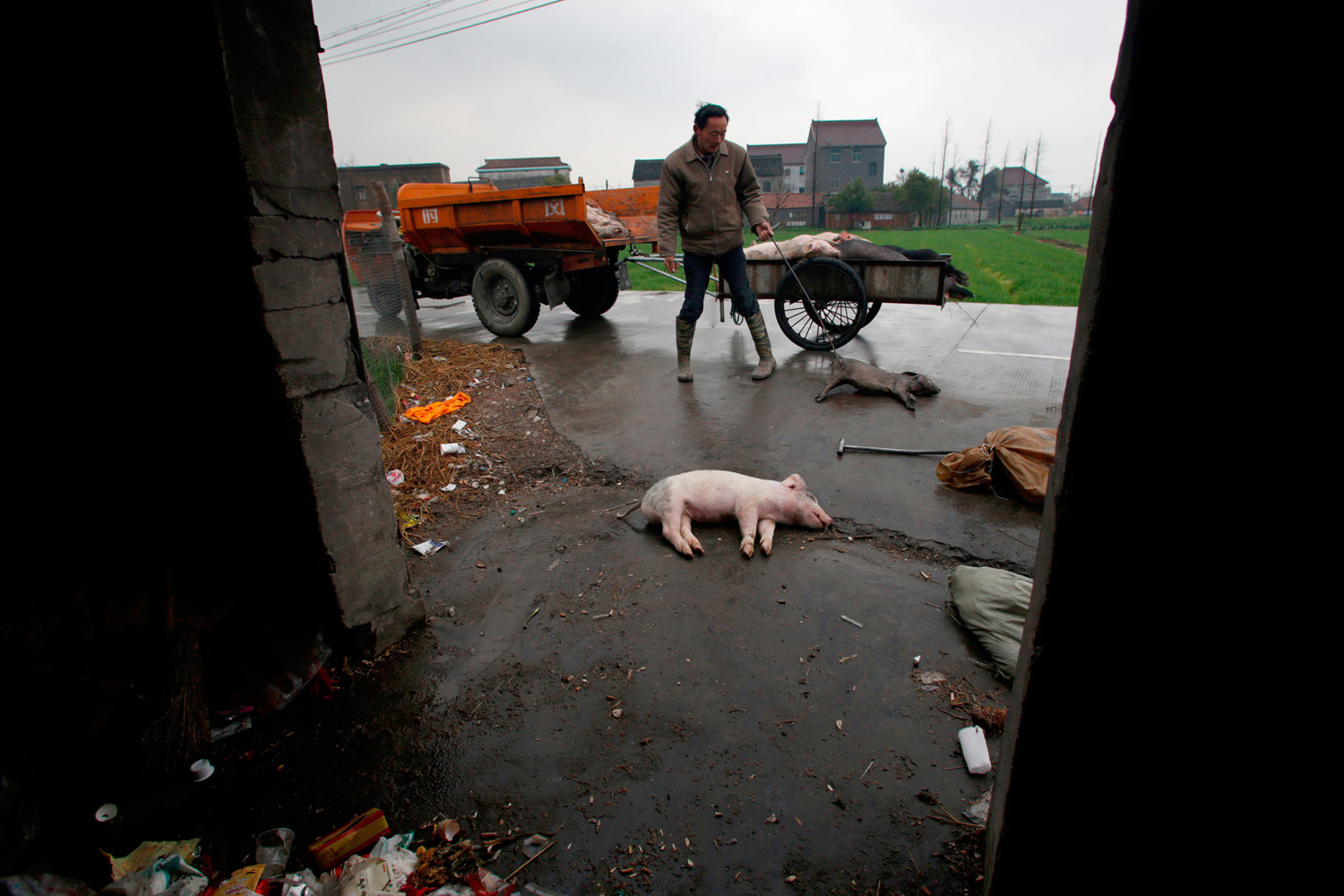 CHINA-POLLUTION-FARM-ANIMAL-PIGS