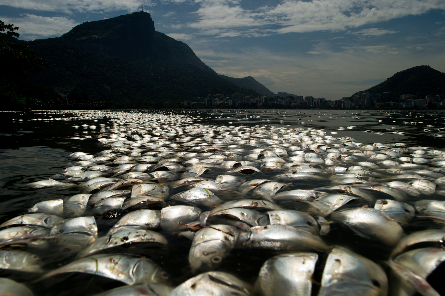 BRAZIL-RIO-POLLUTION-FISH