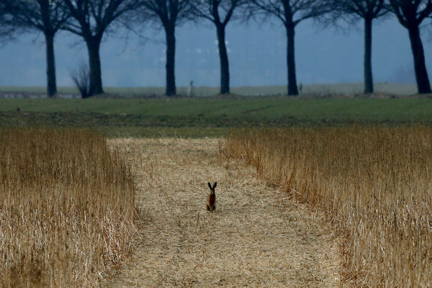 March 28, 2013. A hare rests in a field in Duisburg, western Germany. Kids in Germany are made believe that hares traditionally deliver the Easter eggs.