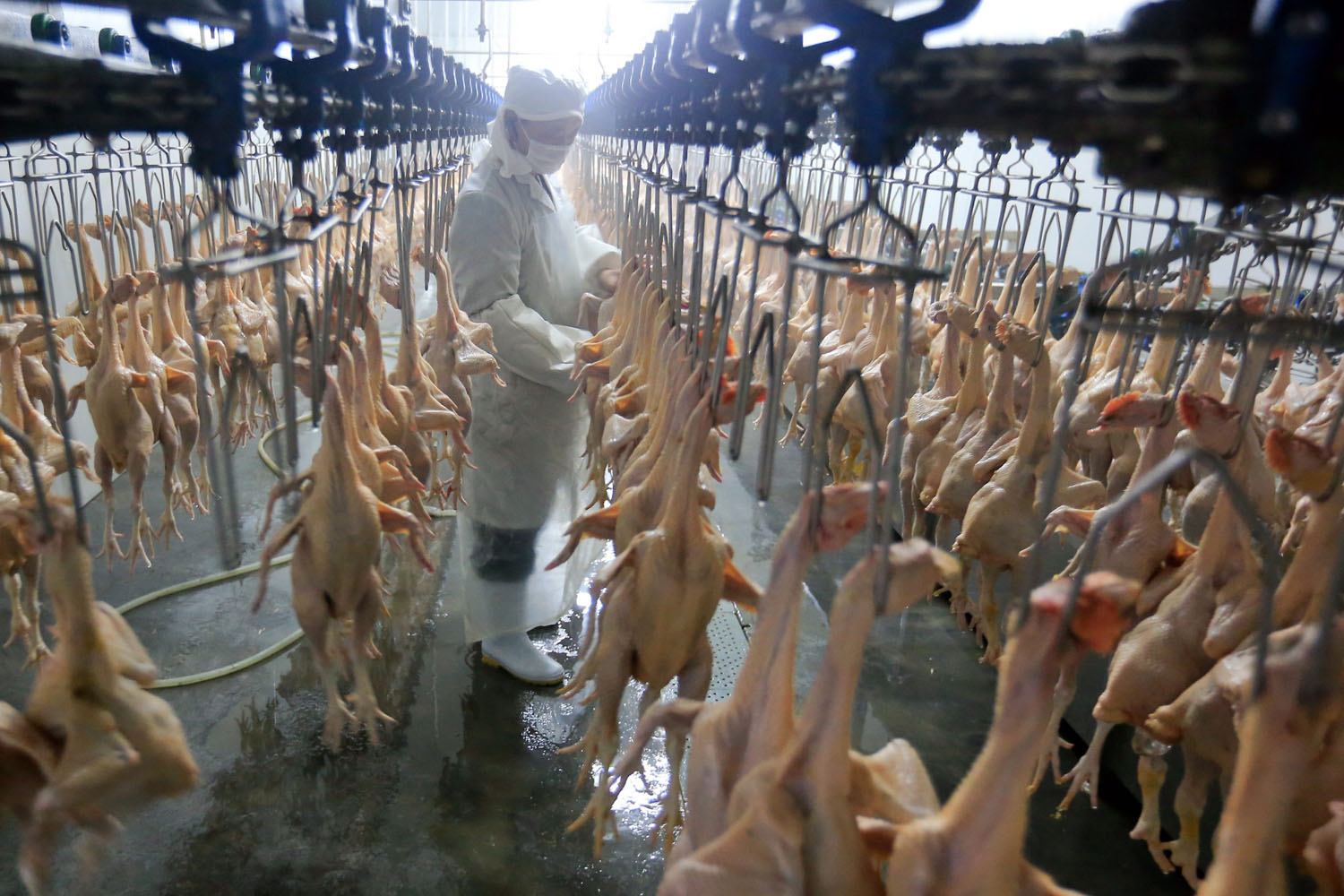 April 16, 2013. A chicken slaughter employee cleans broilers at ShengHua chicken slaughter in a suburb of Shanghai.