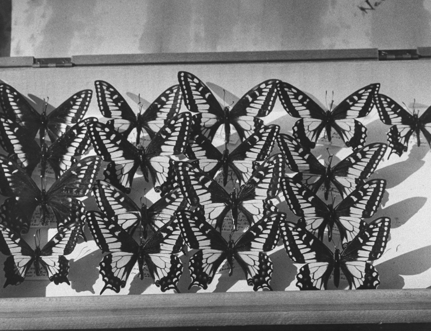Part of Vladimir Nabokov's butterfly collection, Ithaca, N.Y., 1958.