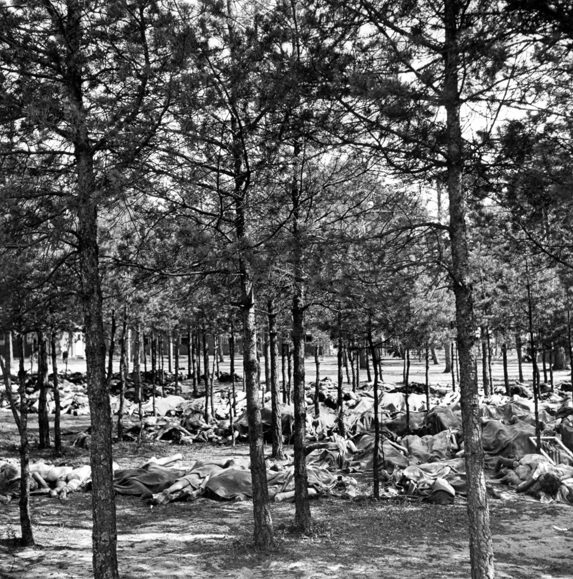 Hundreds of corpses on the ground beneath trees at Bergen-Belsen concentration camp, April 1945.