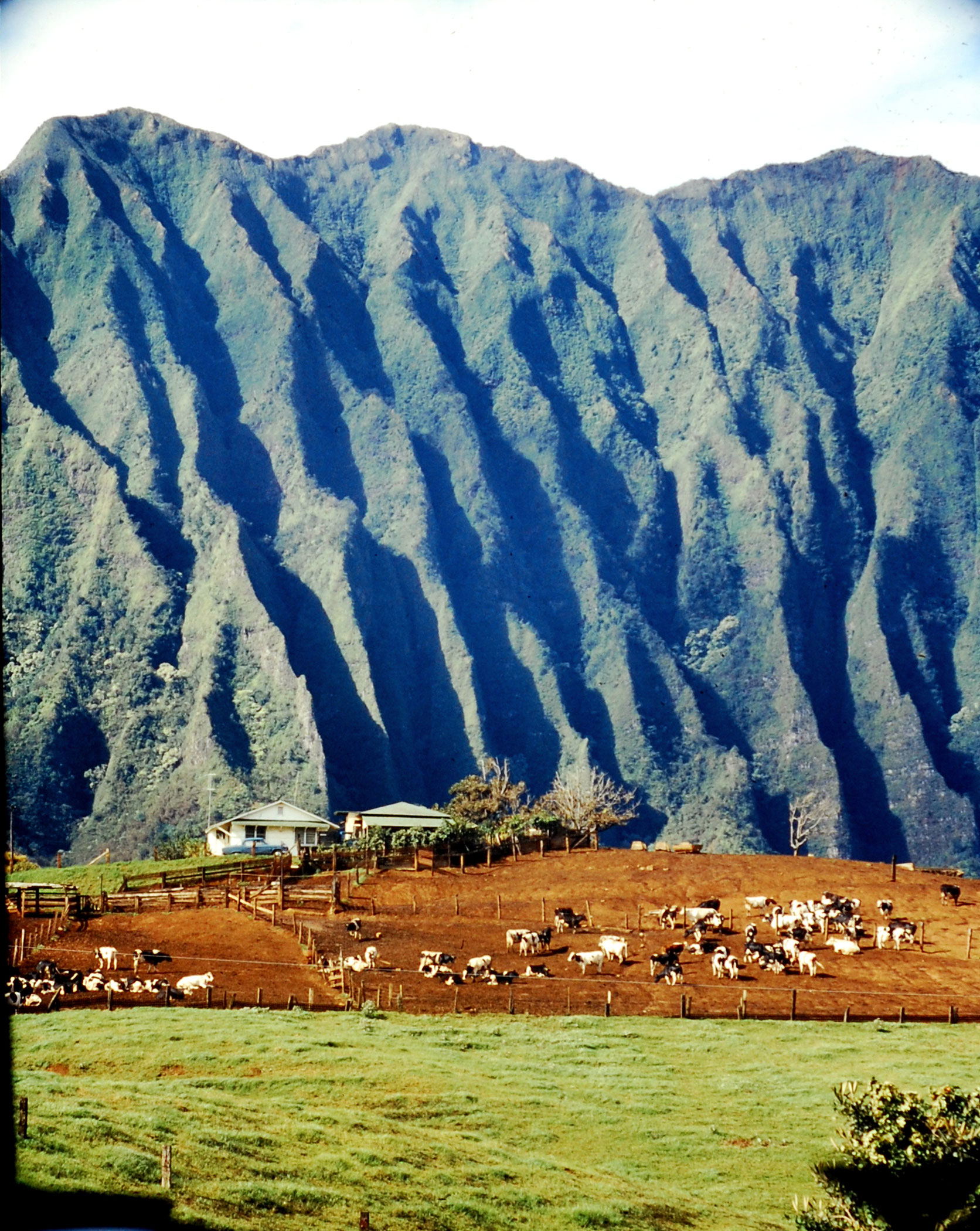 Cattle graze under volcanic cliffs on Oahu, 1959.