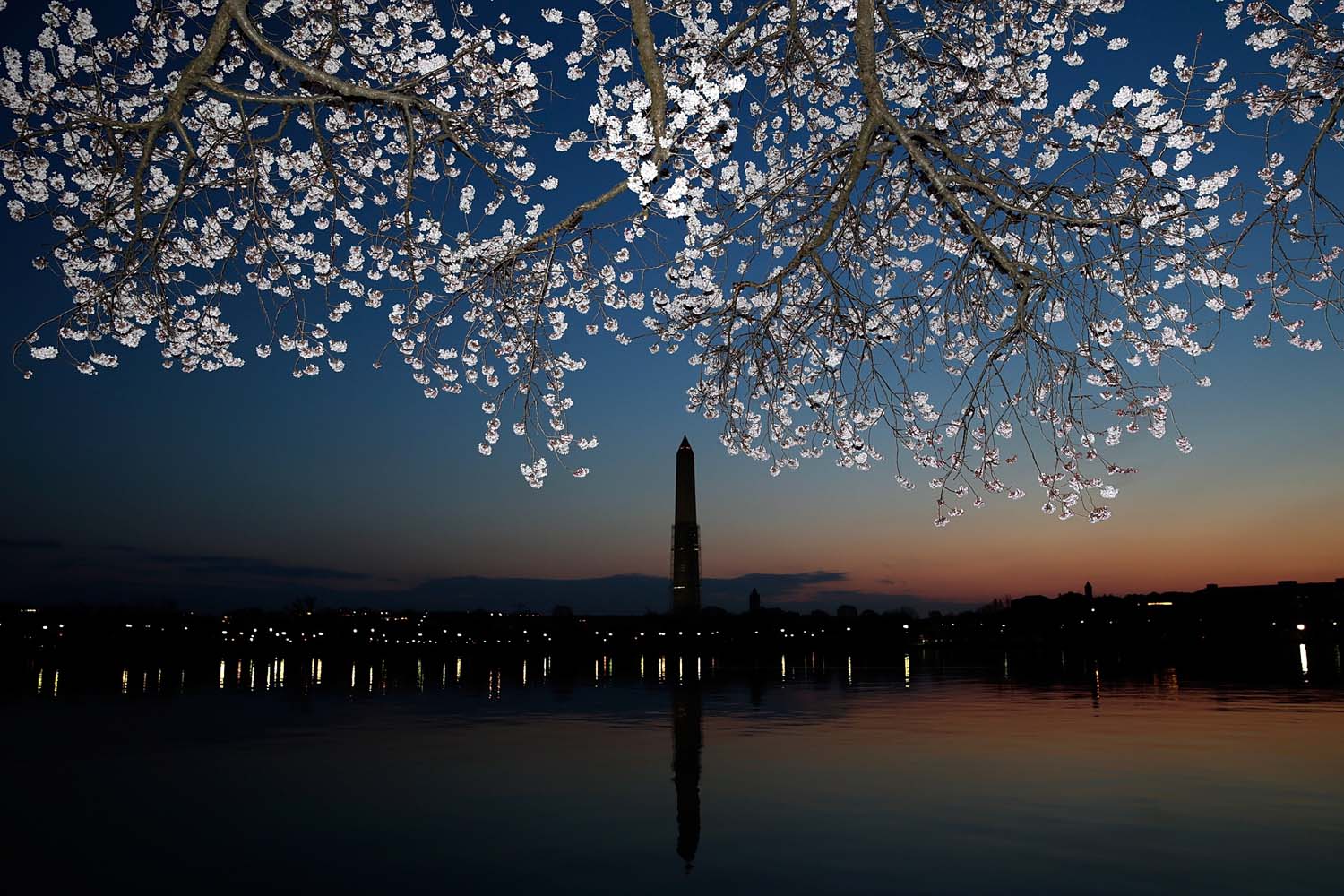 DC's Cherry Blossoms Come To Late Bloom