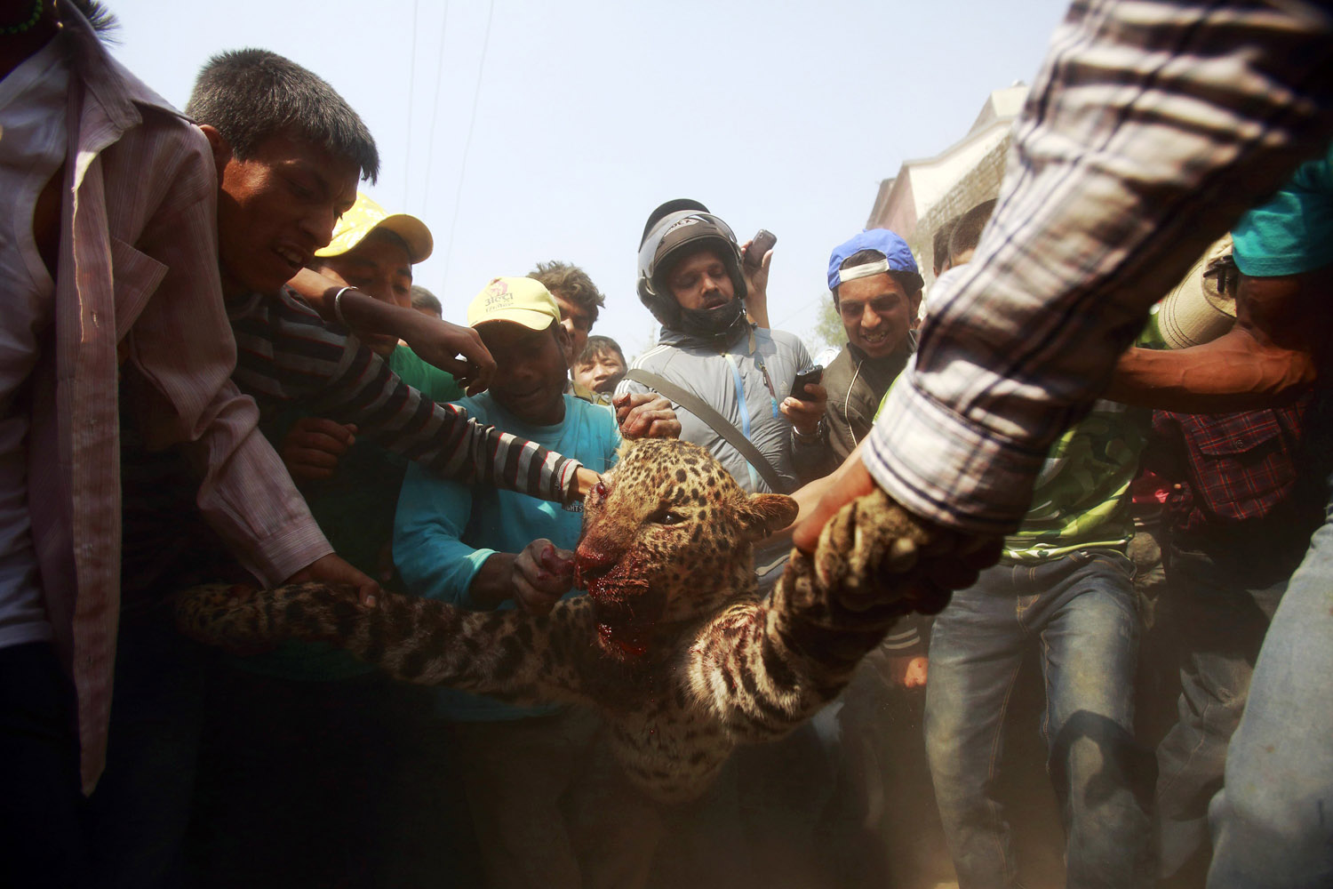 Locals carry a dead leopard which was killed after wandering into the town in Kathmandu