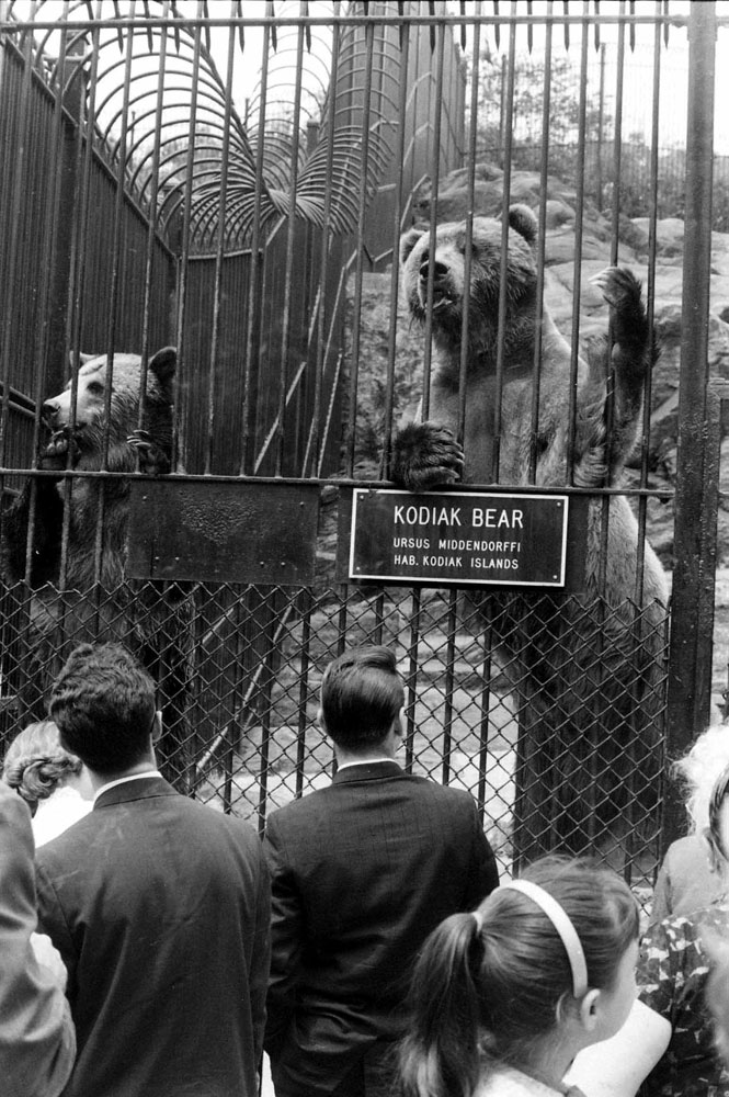 Kodiak bears, Central Park, 1961.