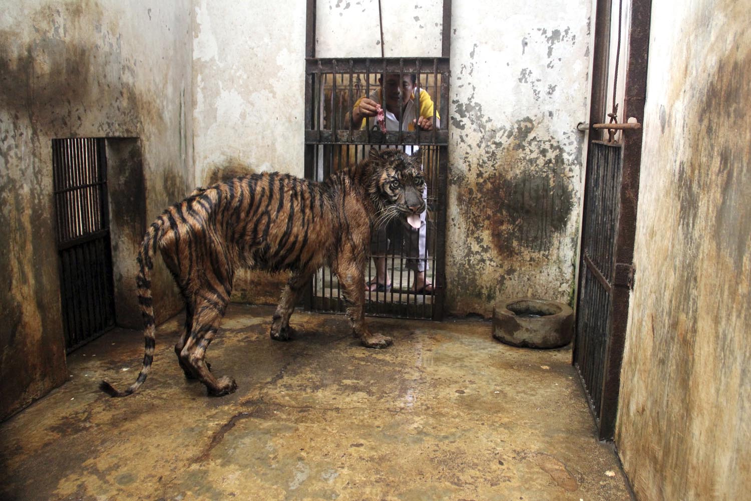 April 15, 2013. A keeper tries to feed Melani, a 15-year-old female Sumatran tiger that has been suffering  from an undiagnosed digestive disorder for the past five years, in her cage at Surabaya Zoo in Surabaya, Indonesia. The emaciated female Sumatran tiger was in critical condition at Indonesia's largest zoo Wednesday and may have to be put down after another rare tiger died at the problem-plagued facility earlier this month.