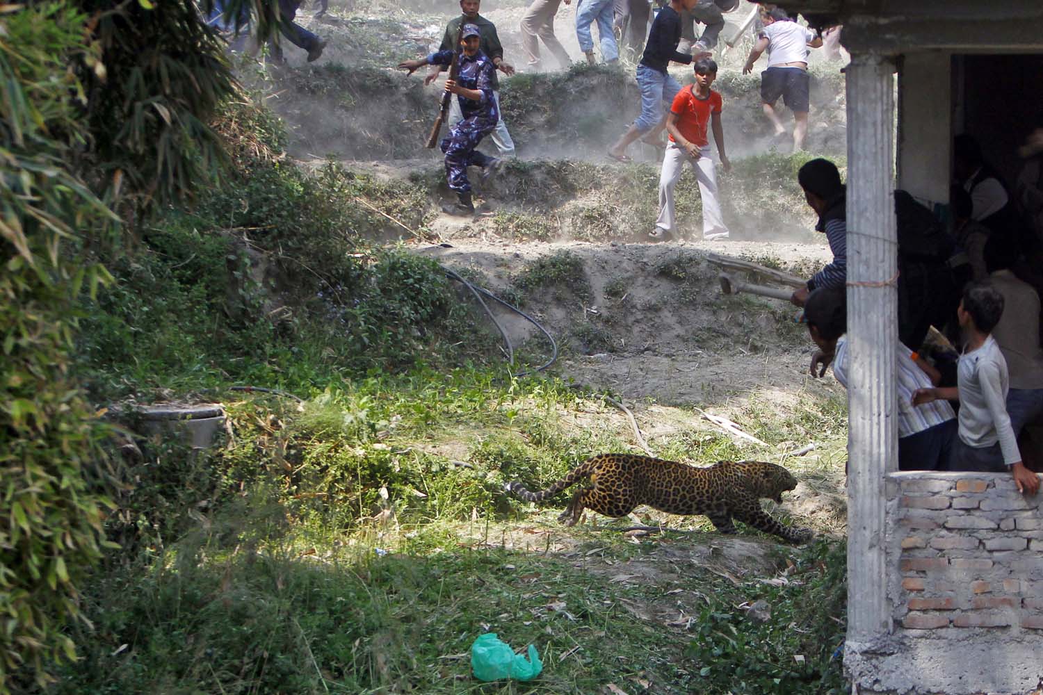 Nepal Leopard Attack