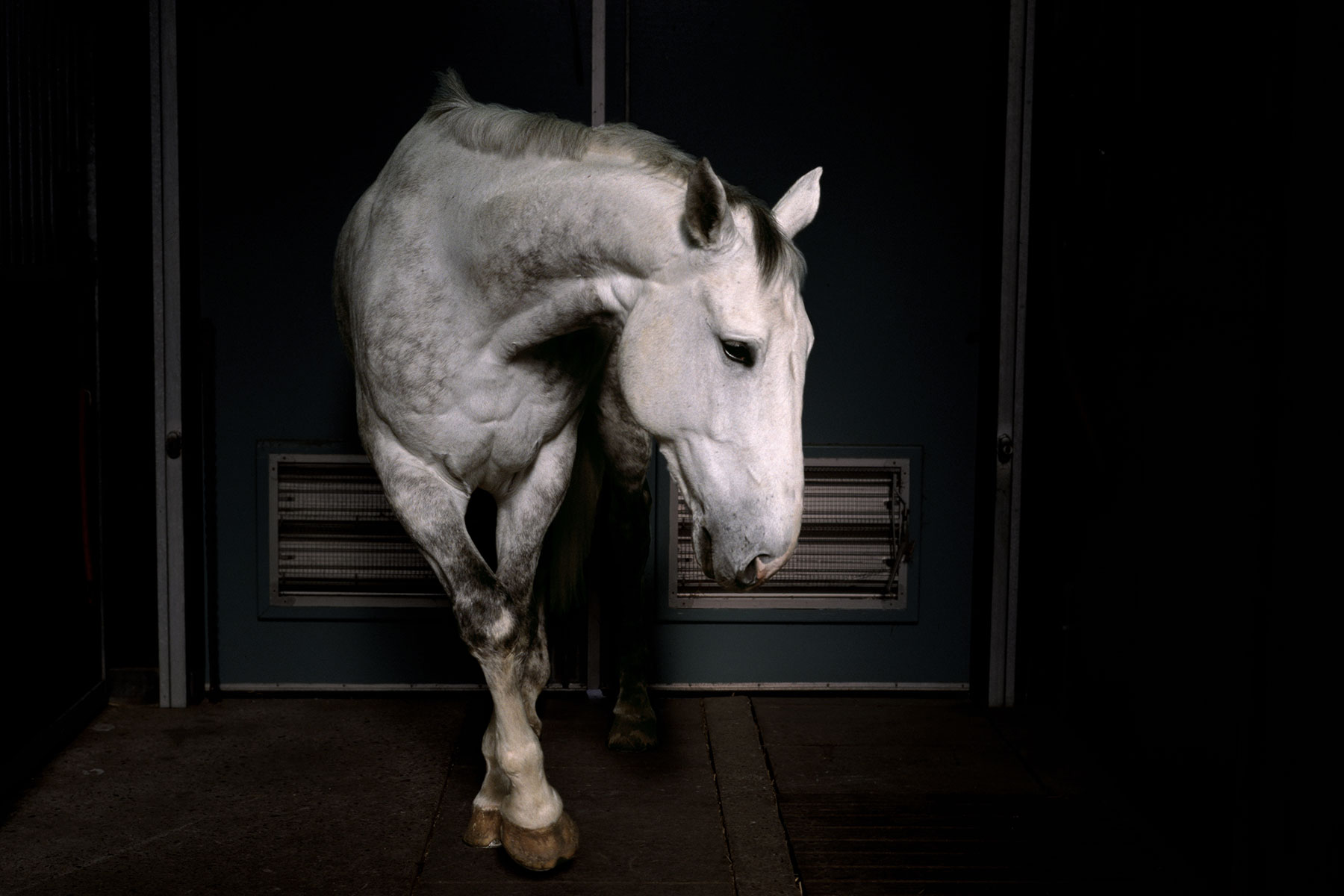 Horses can lapse into apparent depression when they lose a companion.