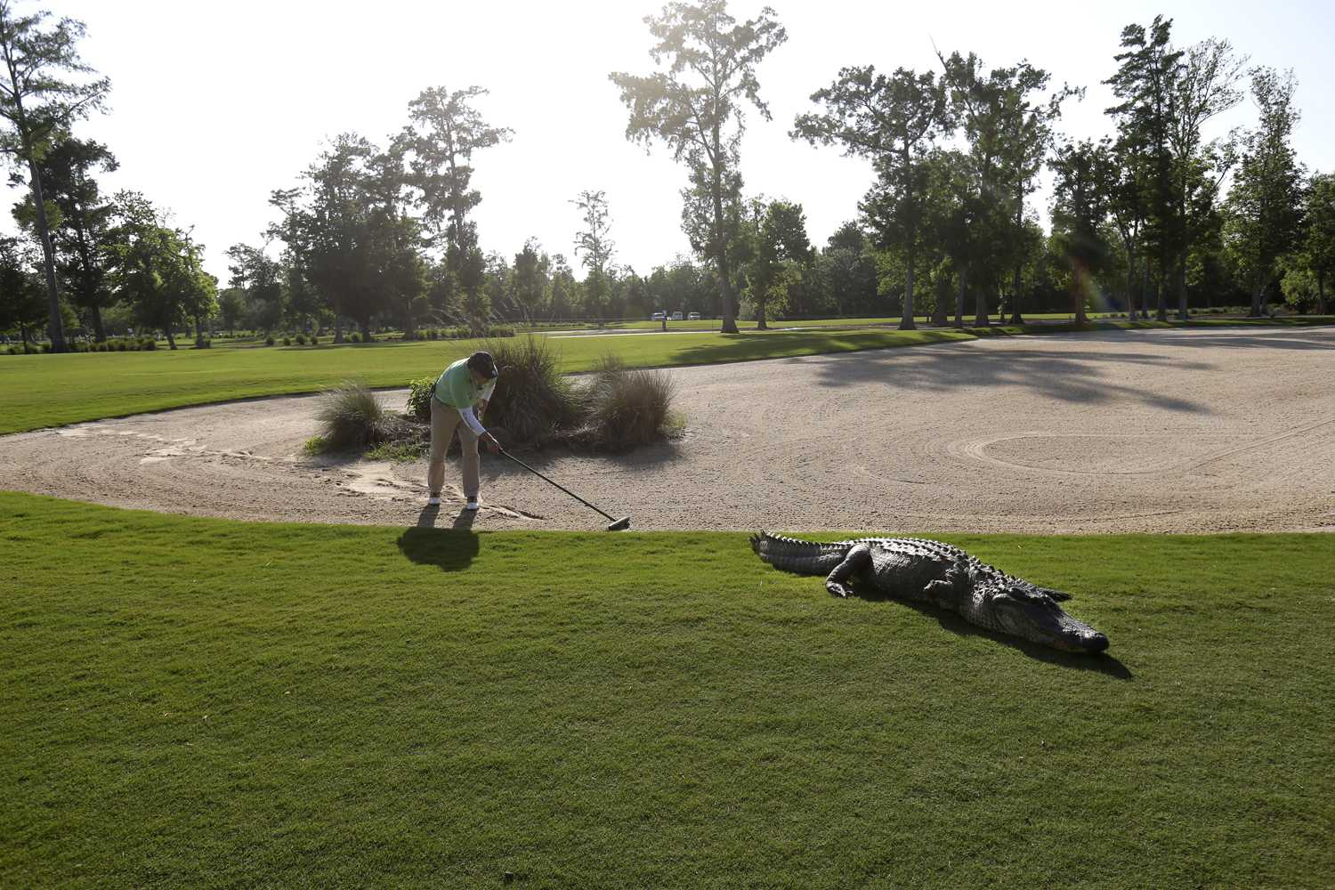 April 25, 2013. A worker grooms away tracks after an alligator crossed through a sand trap on the 14th hole during the first round of the PGA Tour Zurich Classic golf tournament at TPC Louisiana in Avondale, La.