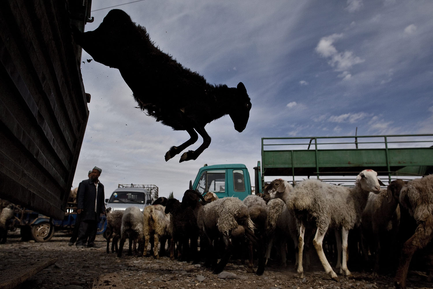 May 26, 2013. A sheep belonging to people of the Uighur ethnic minority load jump off a truck as herders bring their livestock for sale at the Sunday livestock market in Kashgar, western edge of the Xinjiang Uighur Autonomous Region, China.