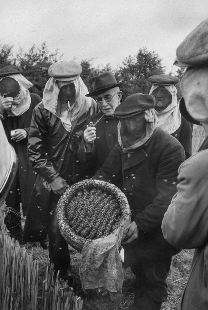 Exhibiting bees, beekeeper holds up open end of hive. Maskless man in center is a judge. Prize of five guilders ($1.30) is awarded best hive at sale.